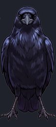 crow_front-facing_standing_transparent_front_v01.png