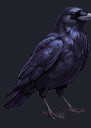 crow_threequarter_standing_transparent_right_v01.png