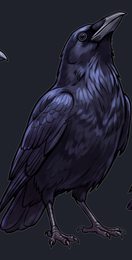crow_looking-up_standing_transparent_side_v01.png