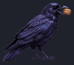 crow_holding-food_walnut-transparent_side_v01.png