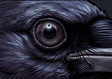crow_eye-closeup_transparent_macro_v01.png