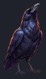 raven_isolated-view-04_transparent_v01.png