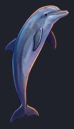 dolphin_isolated-view-01_transparent_v01.png