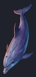 dolphin_isolated-view-05_transparent_v01.png