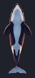 orca_isolated-view-04_transparent_v01.png