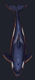 orca_isolated-view-05_transparent_v01.png