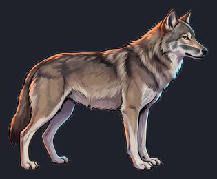 wolf_isolated-view-02_transparent_v01.png