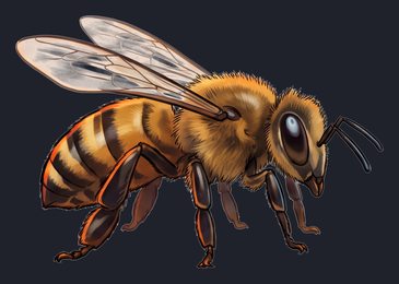 bee_isolated-view-01_transparent_v01.png