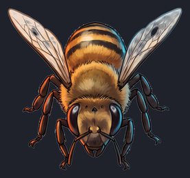 bee_isolated-view-04_transparent_v01.png