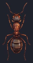 ant_isolated-view-03_transparent_v01.png