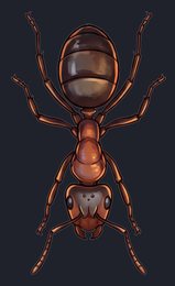 ant_isolated-view-04_transparent_v01.png