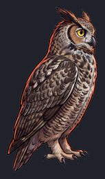 owl_isolated-view-01_transparent_v01.png