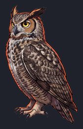 owl_isolated-view-03_transparent_v01.png
