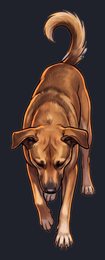 dog_isolated-view-05_transparent_v01.png