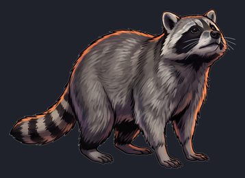 raccoon_isolated-view-02_transparent_v01.png