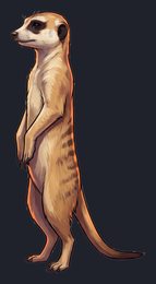 meerkat_isolated-view-01_transparent_v01.png