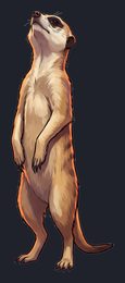 meerkat_isolated-view-03_transparent_v01.png