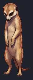 meerkat_isolated-view-04_transparent_v01.png