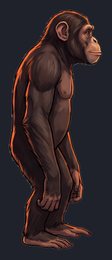 chimpanzee_isolated-view-01_transparent_v01.png