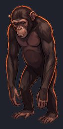 chimpanzee_isolated-view-05_transparent_v01.png