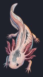 axolotl_isolated-view-05_transparent_v01.png