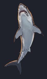 shark_isolated-view-04_transparent_v01.png