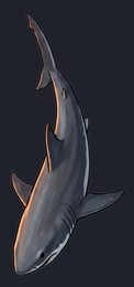 shark_isolated-view-05_transparent_v01.png