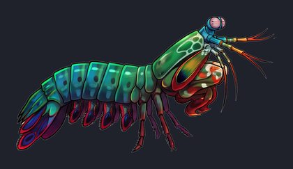 mantis-shrimp_isolated-view-01_transparent_v01.png