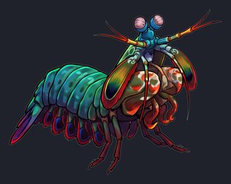 mantis-shrimp_isolated-view-03_transparent_v01.png