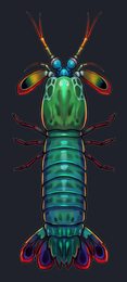 mantis-shrimp_isolated-view-04_transparent_v01.png