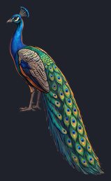 peacock_isolated-view-01_transparent_v01.png