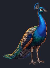 peacock_isolated-view-03_transparent_v01.png