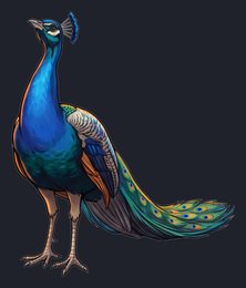 peacock_isolated-view-04_transparent_v01.png