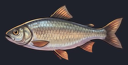 fish_isolated_transparent_v01.png