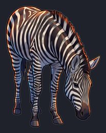 zebra_p2-0021_view-05_transparent_v01.png