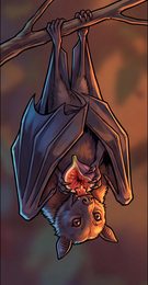 bat_p2-0034_behavior-02_scene_v01.png