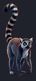 lemur_p2-0035_view-03_transparent_v01.png