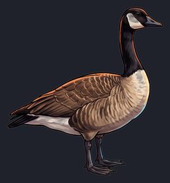 goose_p2-0041_view-01_transparent_v01.png