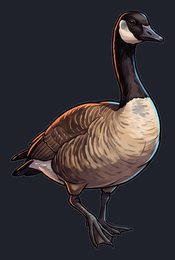 goose_p2-0041_view-03_transparent_v01.png
