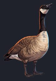 goose_p2-0041_view-04_transparent_v01.png