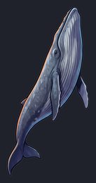 blue-whale_p2-0061_view-04_transparent_v01.png