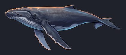 humpback-whale_p2-0063_view-01_transparent_v01.png