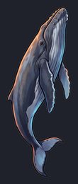 humpback-whale_p2-0063_view-04_transparent_v01.png