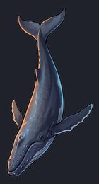 humpback-whale_p2-0063_view-05_transparent_v01.png