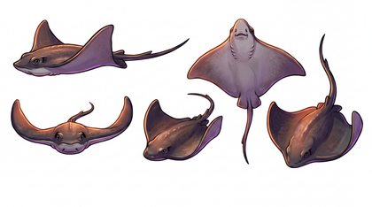 stingray_phase2-production-sheet_static_p2-0069_v01.png