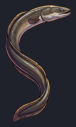 eel_p2-0075_view-01_transparent_v01.png
