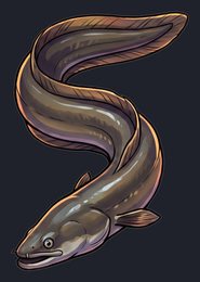 eel_p2-0075_view-03_transparent_v01.png