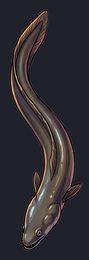 eel_p2-0075_view-05_transparent_v01.png