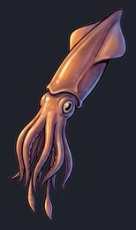 squid_p2-0077_view-03_transparent_v01.png