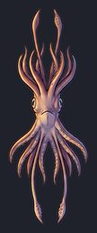 squid_p2-0077_view-04_transparent_v01.png